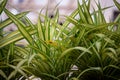 View of beautiful Radiant Croton Plant in a garden