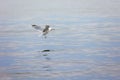 View of a beautiful Ring-billed Gull flying over a calm lake Royalty Free Stock Photo