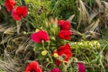 View of a beautiful, rural bouquet of red poppies, wheat on a field of poppies in the rays of the setting sun. Nature sunset