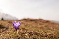 View of a beautiful single crocus flower in the mountains