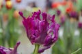 View of beautiful spring tulips