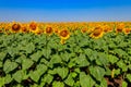 View of beautiful sunflower field at summer Royalty Free Stock Photo
