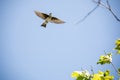 View of a beautiful swallow flying in the sky on a sunny day