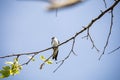 View of a beautiful swallow sitting on a tree branch