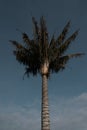 View of a beautiful tall palm tree against blue sky Royalty Free Stock Photo