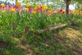 View of Beautiful Tulips field multicolor in the garden Royalty Free Stock Photo