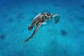 View of beautiful turtle swimming in a blue deep water Royalty Free Stock Photo