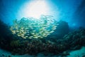 View of beautiful Yellowfin Goatfish and corals under the sea