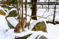 View of a beautiful young lynx in the snow in the forest. Royalty Free Stock Photo