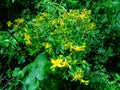 A view of a beautifully blooming St. John`s wort perforatum