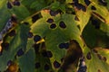 View of a beautifully illuminated maple leaf with environmental pollution defects Royalty Free Stock Photo