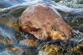 The view of a beaver partically submerged in water