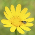 Bee fly, genus Usia, on yellow corn marigold Glebionis Segetum Royalty Free Stock Photo