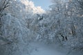 View of beech forest covered by snow on winter day of January in the park of Monte Cucco Royalty Free Stock Photo