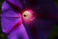 LIGHT ON THE INNER STRUCTURE OF A PURPLE MORNING GLORY SHOWING A BEETLE