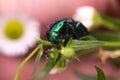 View of the beetle from the side. Green beetle on the grass. Royalty Free Stock Photo