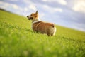 View behind on a cute red haired Corgi dog puppy stands on a green meadow with juicy grass on a spring Sunny day