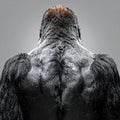 Primal Strength - A Gorillas Powerful Back Royalty Free Stock Photo
