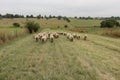 A view from behind of a herd of sheep walking on a grass pathway surrounded by green pasture landscapes Royalty Free Stock Photo