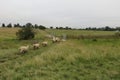 A view from behind of a herd of sheep walking on a grass pathway surrounded by green pasture landscapes Royalty Free Stock Photo