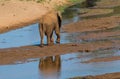 African elephant walking along the bed of the Luvuvhu river