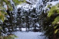 A view from behind snow bushes, a labyrinth of bushes in the park in winter