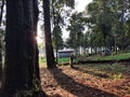 A view behind the trees in the morning on a plantation Royalty Free Stock Photo