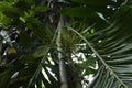 View from below of an Areca concinna plant with a newly developing inflorescence Royalty Free Stock Photo