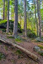 View from below on a beautiful green forest. Royalty Free Stock Photo