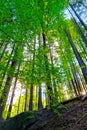 View from below on a beautiful large green forest, the background of nature. Royalty Free Stock Photo