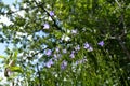 View from below on beautiful light violet flowers of campanula persicifolia in summer garden Royalty Free Stock Photo