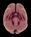 View From Below Of The Brain And Brainstem Royalty Free Stock Photo