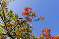View from below of branches with colorful flowers of a tree against blue sky Royalty Free Stock Photo