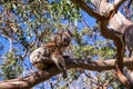 The koala sits comfortably on a branch of green eucalyptus and looks directly into the screen Royalty Free Stock Photo