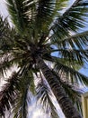 view from below of coconut tree. Natural concept. Royalty Free Stock Photo
