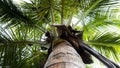 View of below coconut tree trunk & leaves Royalty Free Stock Photo