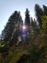 View from below on the crowns of tall perennial pines on background of the blue sky and sun Royalty Free Stock Photo