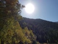 View from below on the crowns of tall perennial pines on background of the blue sky and sun Royalty Free Stock Photo