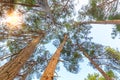 View from below on the crowns of tall perennial pines on background of the blue sky and sun Royalty Free Stock Photo