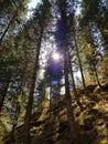 View from below on the crowns of tall perennial pines on background of the blue sky and sun Royalty Free Stock Photo