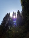 View from below on the crowns of tall perennial pines on background of the blue sky and sun Royalty Free Stock Photo