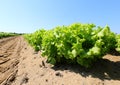 View from below of a cultivated field with green heads of fresh lettuce Royalty Free Stock Photo