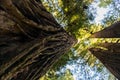 View from below of the detail of the rough bark of one of the towering trees of Redwood National Park, California, USA