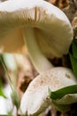 View from below of fins or gills on common wild growing white mushroom Royalty Free Stock Photo