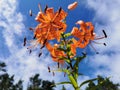 View from below of a flowering Lily lanceolate-tiger lily Latin Lilium lancifolium Thunb Lilium tigrinum Ker-Gawl. in raindrops