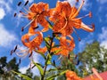 View from below of a flowering Lily lanceolate-tiger lily Latin Lilium lancifolium Thunb Lilium tigrinum Ker-Gawl. in raindrops