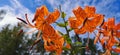 View from below of a flowering Lily lanceolate-tiger lily Latin Lilium lancifolium Thunb Lilium tigrinum Ker-Gawl. in raindrops