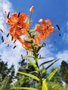 View from below of a flowering Lily lanceolate-tiger lily Latin Lilium lancifolium Thunb Lilium tigrinum Ker-Gawl. in raindrops