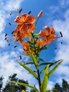 View from below of a flowering Lily lanceolate-tiger lily Latin Lilium lancifolium Thunb Lilium tigrinum Ker-Gawl. in raindrops