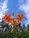 View from below of a flowering Lily lanceolate-tiger lily Latin Lilium lancifolium Thunb Lilium tigrinum Ker-Gawl. in raindrops